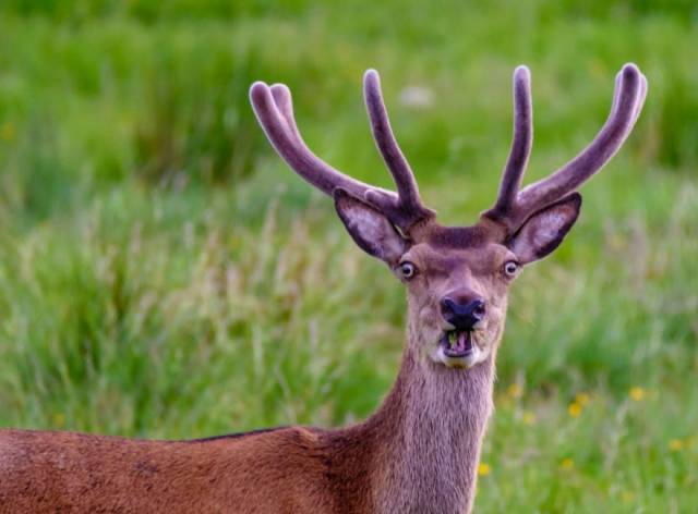 There’s Tons Of Humor In The Wilderness, As Comedy Wildlife Photography Awards Prove