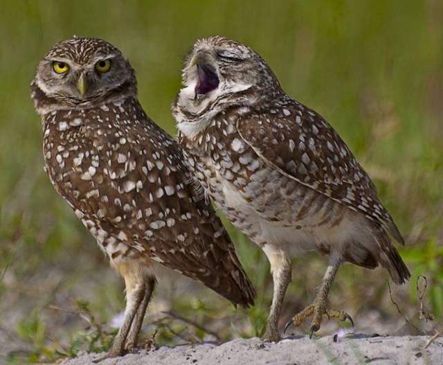 There’s Tons Of Humor In The Wilderness, As Comedy Wildlife Photography Awards Prove
