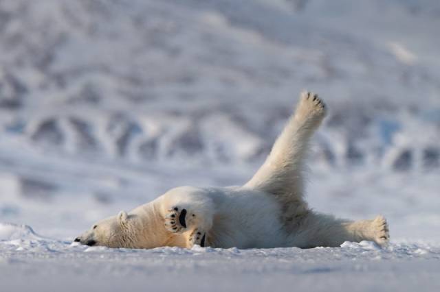There’s Tons Of Humor In The Wilderness, As Comedy Wildlife Photography Awards Prove