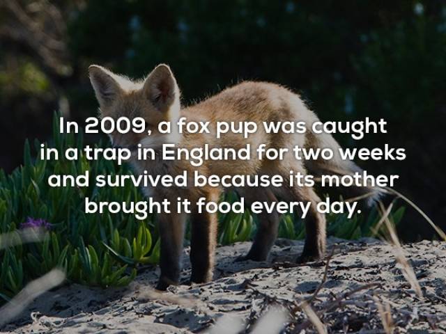 Useless Facts Are The Most Interesting Ones!