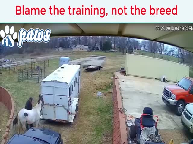 Pitbull Learns That Horses Are Tough Opponents