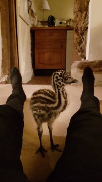 So, They Tried Raising Emu Instead Of Chicken…