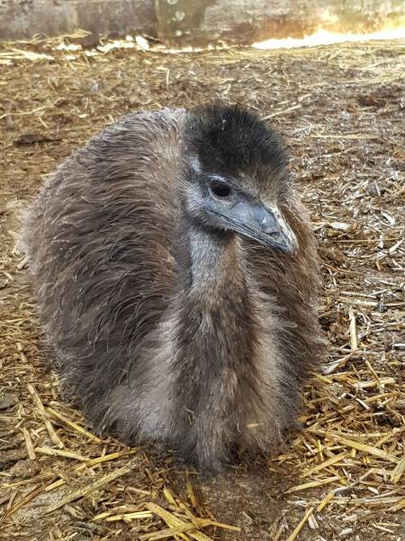 So, They Tried Raising Emu Instead Of Chicken…