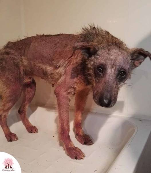 A Rescue Dog That’s Almost Starved To Death Received A Second Chance