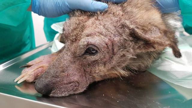 A Rescue Dog That’s Almost Starved To Death Received A Second Chance