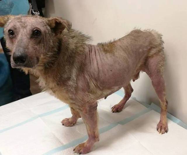 A Rescue Dog That’s Almost Starved To Death Received A Second Chance