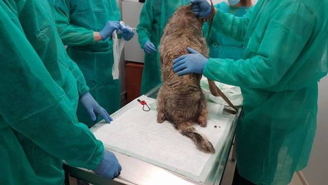 A Rescue Dog That’s Almost Starved To Death Received A Second Chance