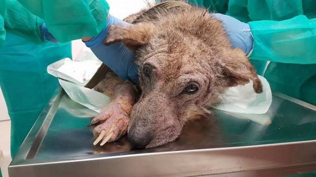 A Rescue Dog That’s Almost Starved To Death Received A Second Chance
