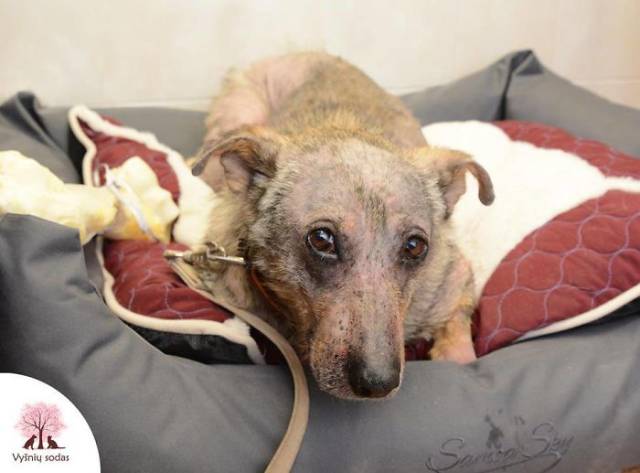 A Rescue Dog That’s Almost Starved To Death Received A Second Chance
