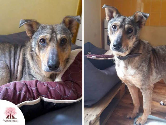 A Rescue Dog That’s Almost Starved To Death Received A Second Chance