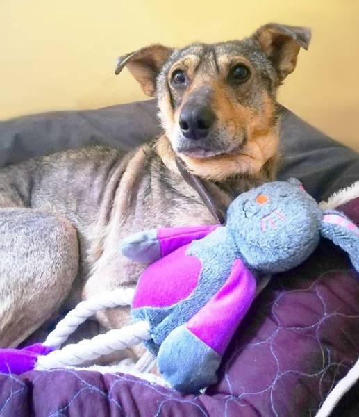 A Rescue Dog That’s Almost Starved To Death Received A Second Chance