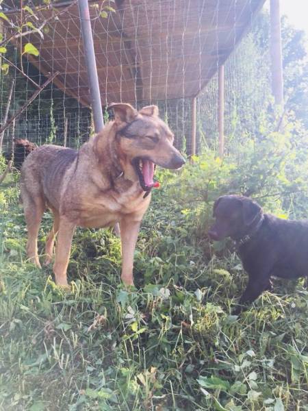 A Rescue Dog That’s Almost Starved To Death Received A Second Chance