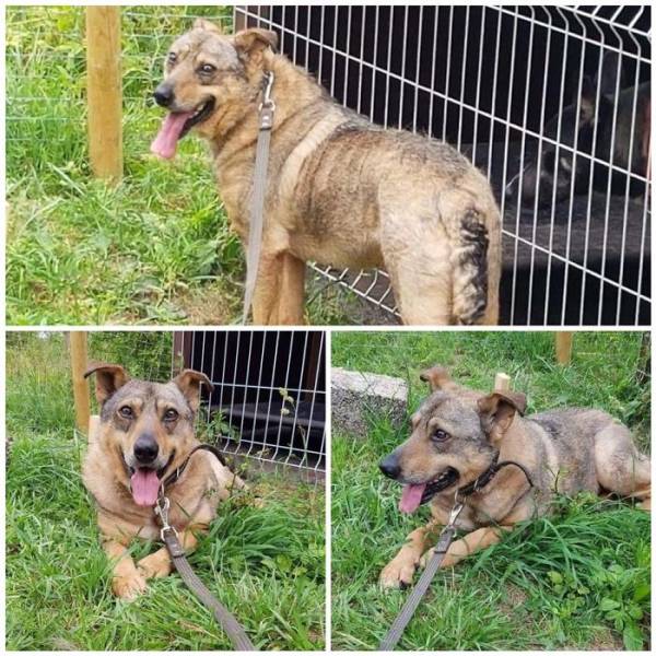 A Rescue Dog That’s Almost Starved To Death Received A Second Chance