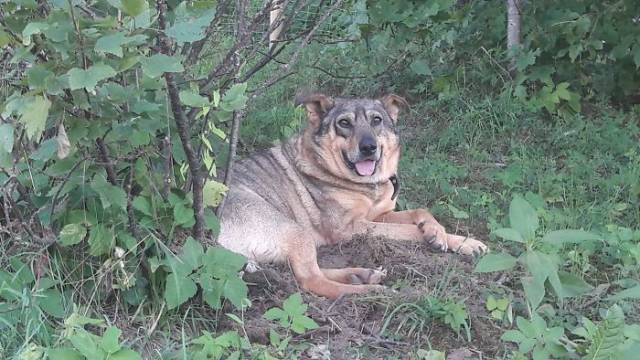 A Rescue Dog That’s Almost Starved To Death Received A Second Chance