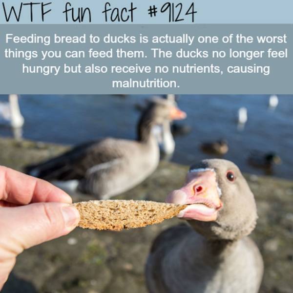 Random Facts That Come Out Of Nowhere