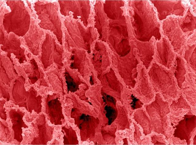 Take A Look At Your Body Through A Microscope