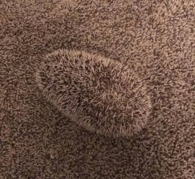 Focus Very Hard And Figure Out What’s Going On Here Focus Very Hard And Figure Out What’s Going On Here