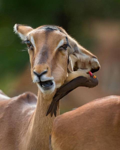 Focus Very Hard And Figure Out What’s Going On Here