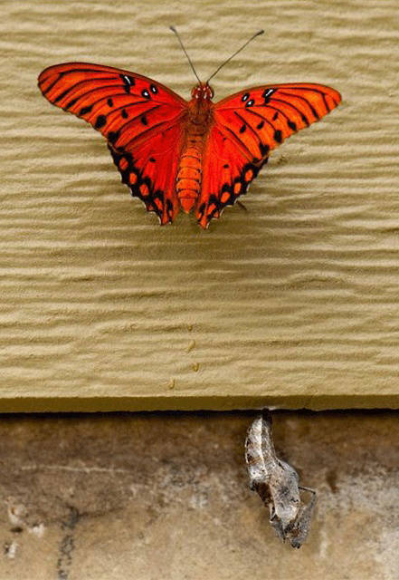 How A Butterfly Is Born
