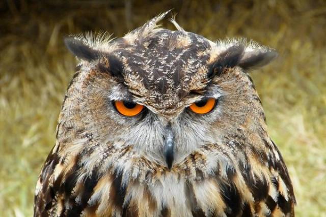 Owls Are Cool, And You Are About To Find Out Why