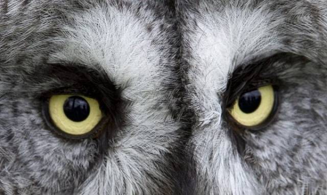 Owls Are Cool, And You Are About To Find Out Why