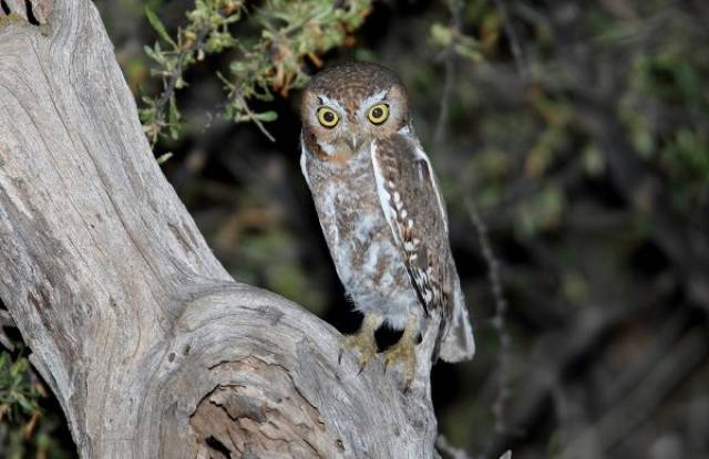 Owls Are Cool, And You Are About To Find Out Why