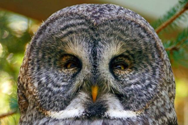 Owls Are Cool, And You Are About To Find Out Why
