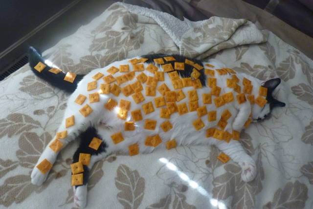 Daily Picdump