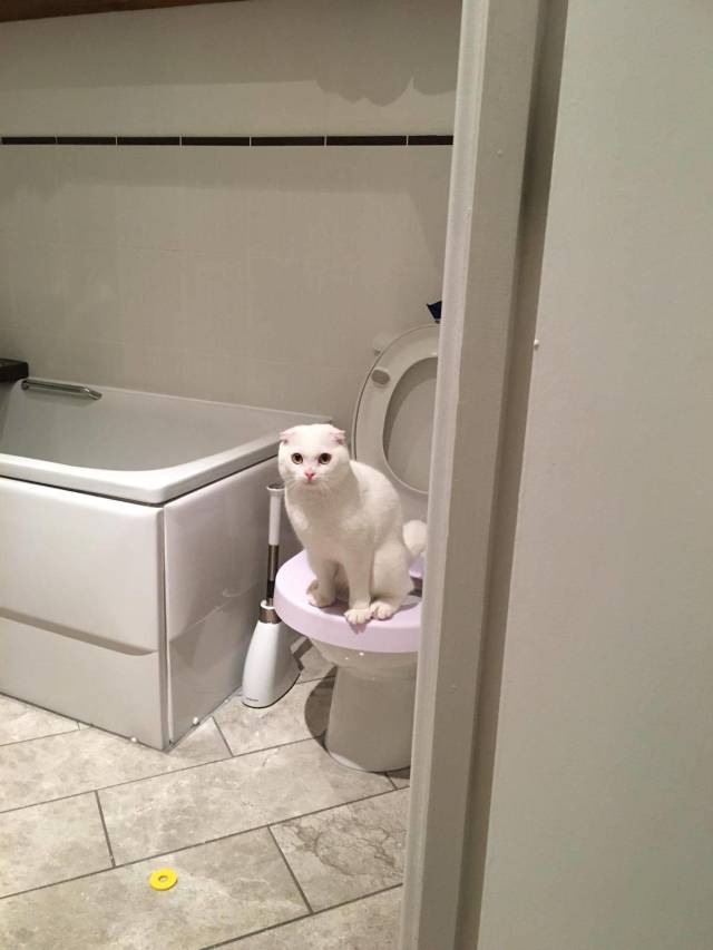 Daily Picdump