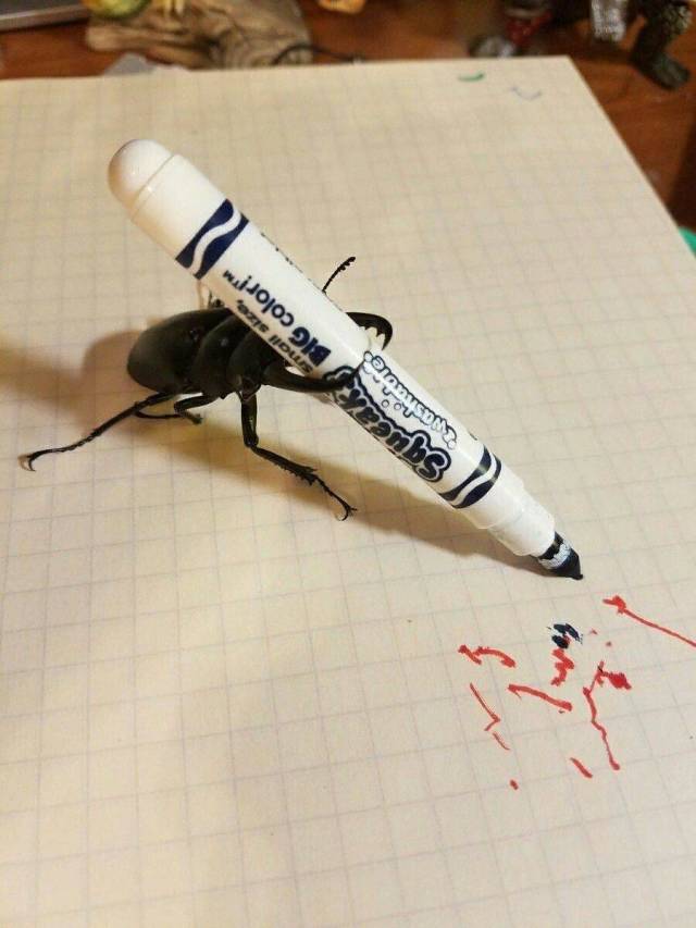 Daily Picdump
