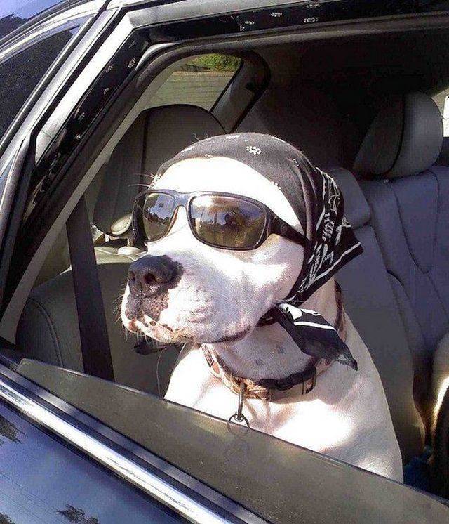Daily Picdump