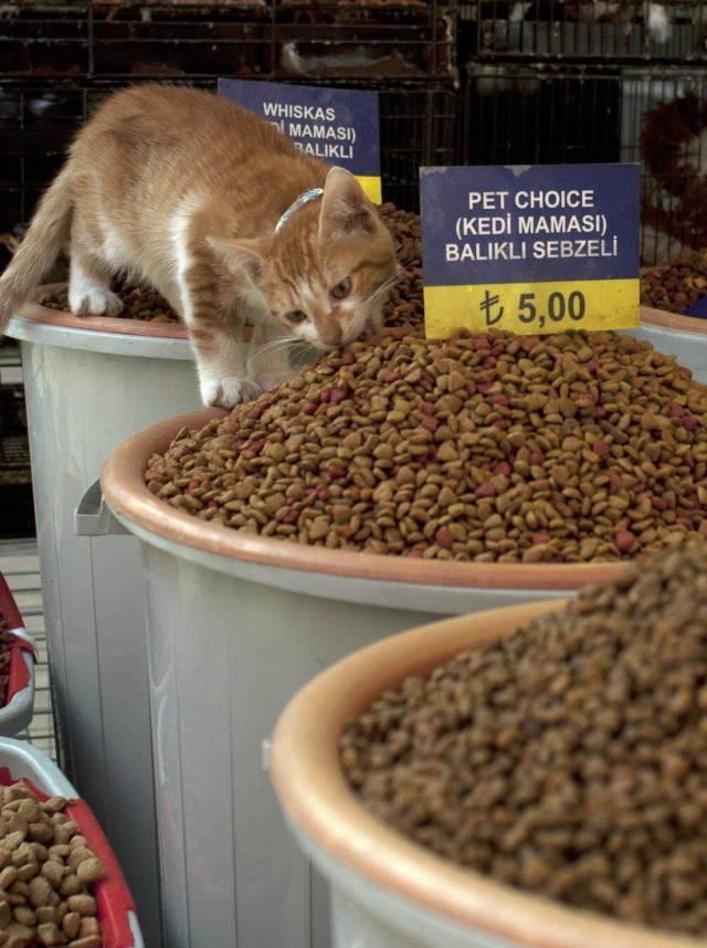 Daily Picdump