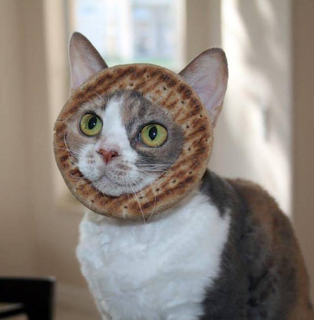 Daily Picdump