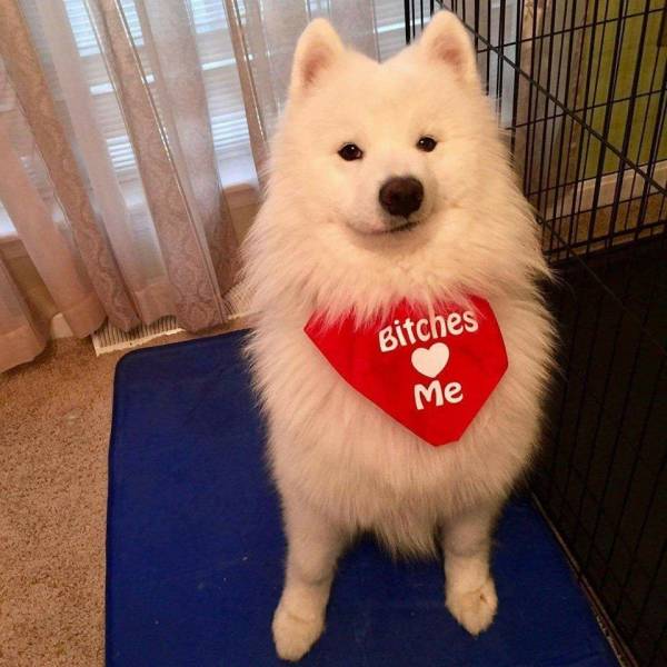 Daily Picdump