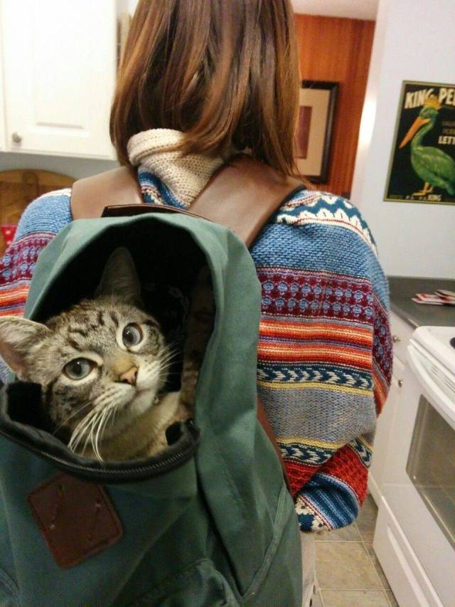 Daily Picdump