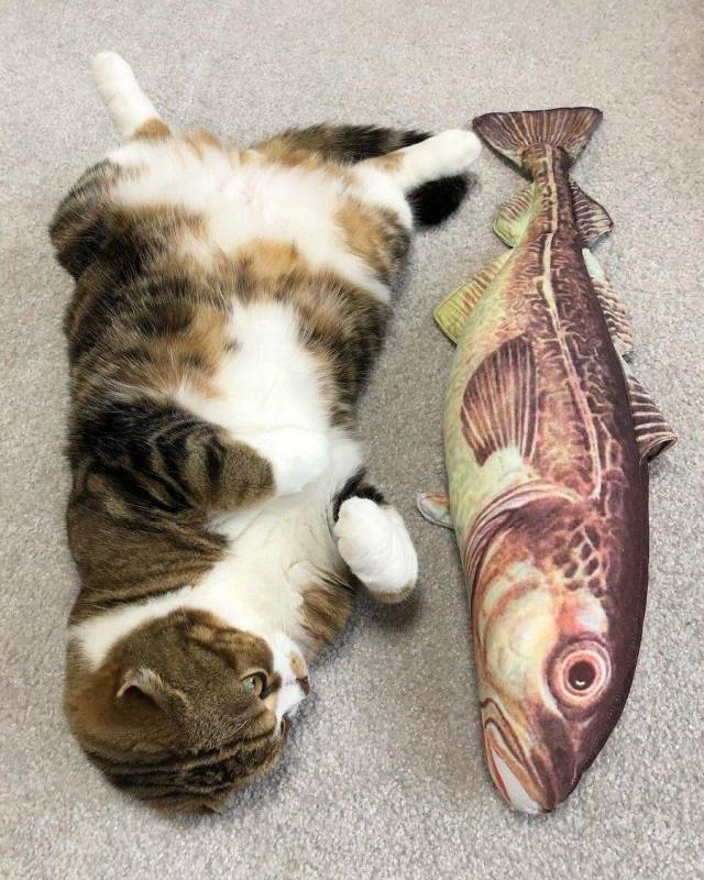 Daily Picdump