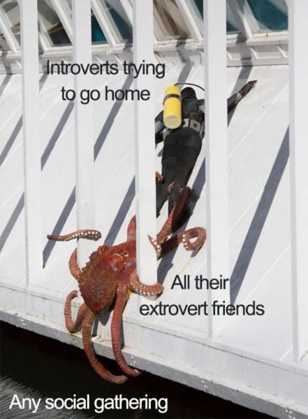 Introvert Memes That Are Only For Insiders