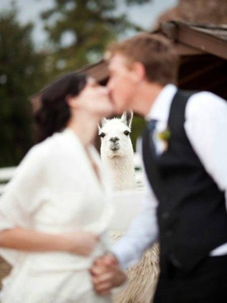 Wedding Photos That Will Make You Gasp