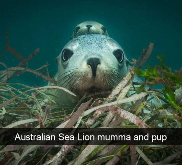 Snapchat Was Created To Post Animals There!