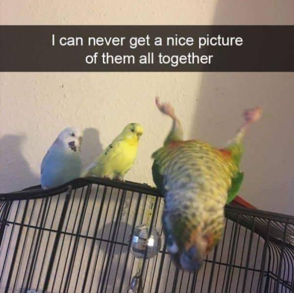 Snapchat Was Created To Post Animals There!