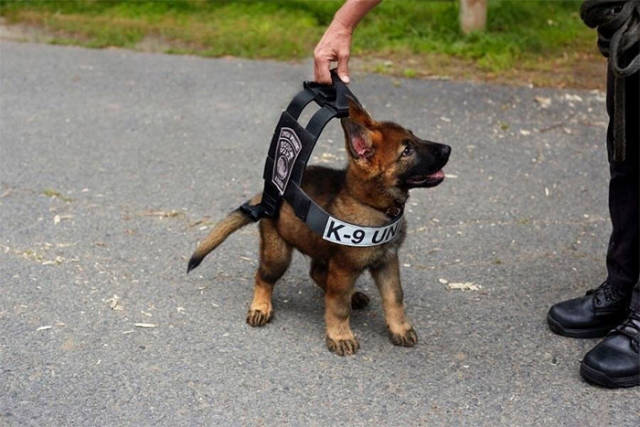 The Cutest Puppy Contest Winners!