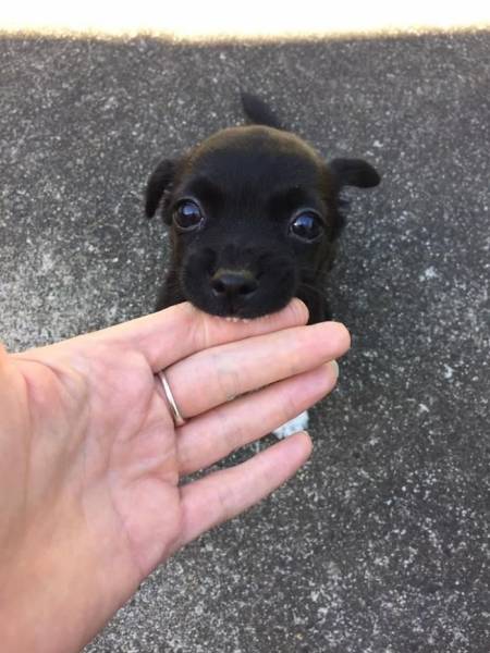 The Cutest Puppy Contest Winners!