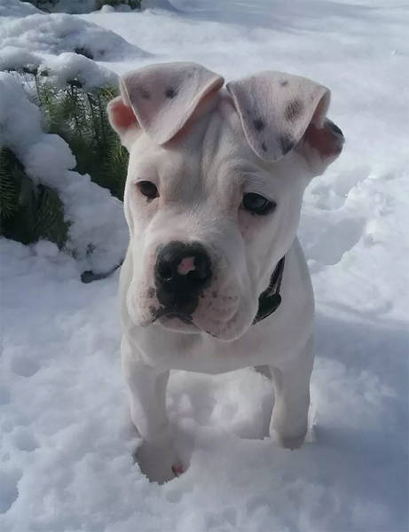 The Cutest Puppy Contest Winners!