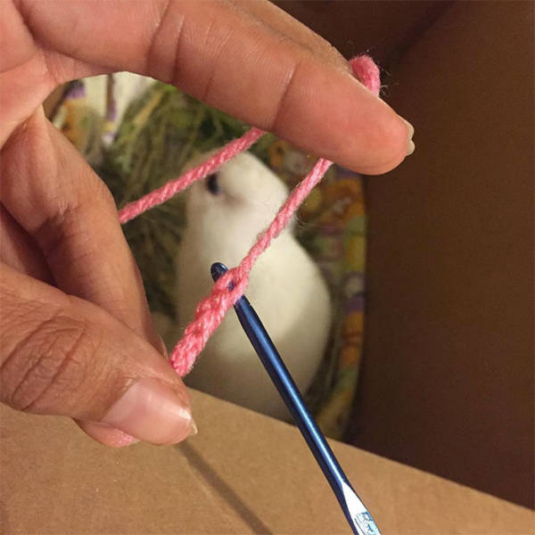 An Impaired Bunny Gets New Ears Thanks To Its Owner