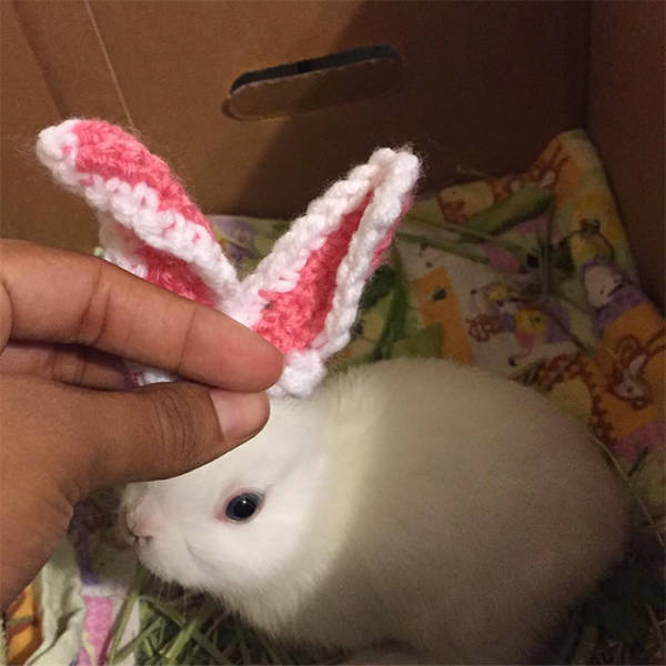 An Impaired Bunny Gets New Ears Thanks To Its Owner