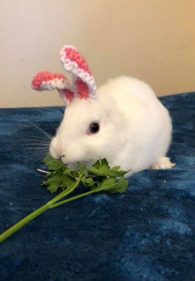 An Impaired Bunny Gets New Ears Thanks To Its Owner