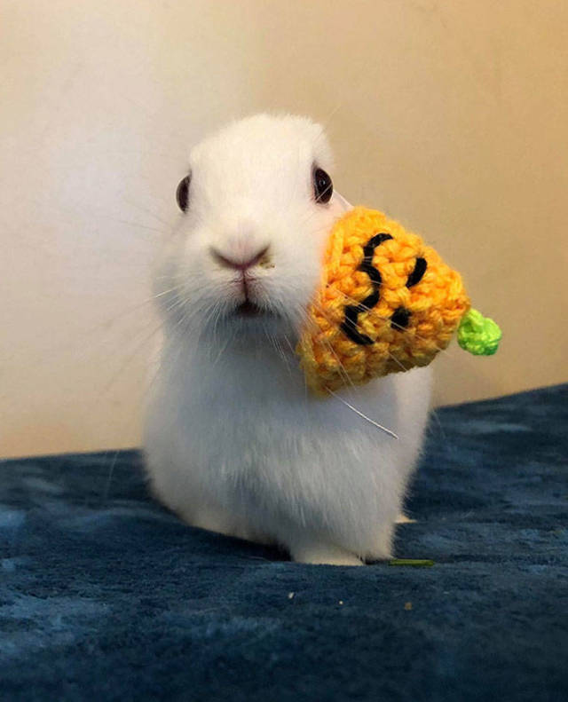 An Impaired Bunny Gets New Ears Thanks To Its Owner