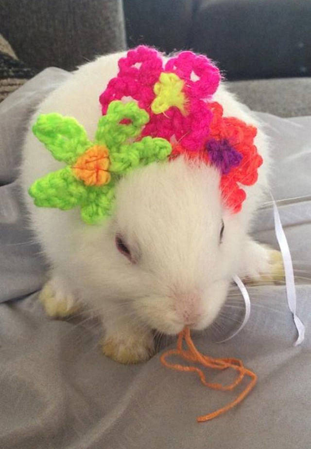 An Impaired Bunny Gets New Ears Thanks To Its Owner