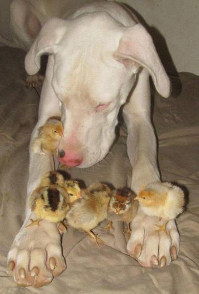 Animals Could Teach Us A Lot About Friendship