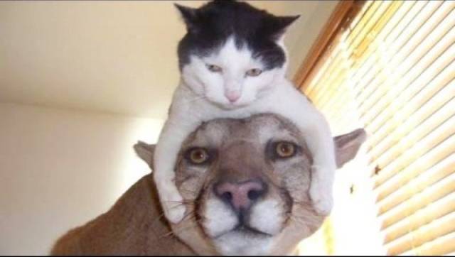 Animals Could Teach Us A Lot About Friendship